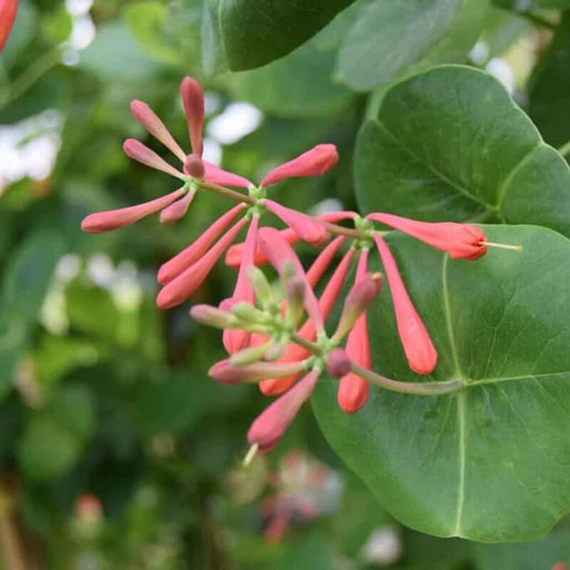 Lonicera × brownii 'Dropmore Scarlet' 150-175 cm